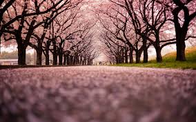 Check spelling or type a new query. Japan Cherry Blossom Tree Wallpapers Top Free Japan Cherry Blossom Tree Backgrounds Wallpaperaccess