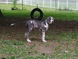Maybe you would like to learn more about one of these? Pennsylvania Great Dane Rescue And Rehab Home