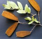 Image result for Julbernardia globiflora
