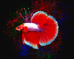 Blue & white butterfly betta now all blue! Red White Betta Fish Abstract Portrait Digital Art By Scott Wallace Digital Designs