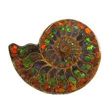 Ammonoid or ammonites are an extinct group of marine animals of the subclass ammonoidea in the class cephalopoda, phylum mollusca. Ammonite Fossil Inlaid With Ammolite Rare Earth Gallery