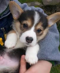 Breed and raised in a loving farm setting. Dorsey S Corgis