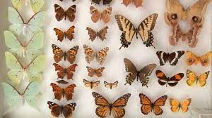 Great Brainscoop Video On Butterflies Vs Moths Moth Vs Butterfly Butterfly Homeschool Nature Study