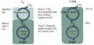 Fhs Bio Wiki Cam And C4 Plants
