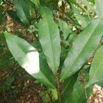 Image result for Ochna afzelii