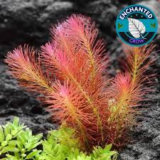 Image result for Rotala filiformis