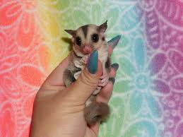 Caramels Sugar Glider Sugar Glider For Sale Cute Animals