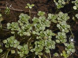 Image result for Callitriche