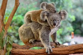 Los koalas declarados "funcionalmente extintos", sólo sobreviven 80.000 ejemplares
