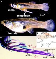 Aquarium Answers, Pond | Fish Question And Help Articles: Sexing Fish,  Stimulating Fish Breeding Behavior
