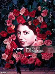 1,665 Queen Elizabeth Rose Stock Photos, High-Res Pictures, and Images