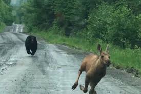 Maine couple snaps photo of a bear chasing a moose calf