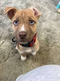 Litter training a puppy, is it right for me?