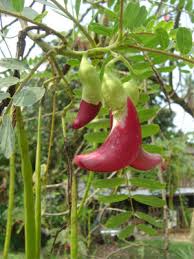 Image result for Sesbania sericea