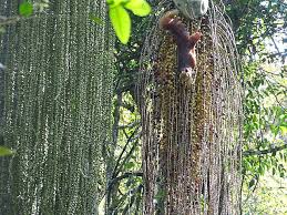 Image result for Caryota urens