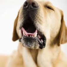 Ideas For Science Fair Projects With Dogs Cool Science Fair Projects Science Fair Projects Dog Science