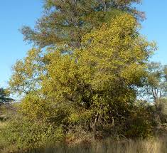 Image result for Combretum apiculatum
