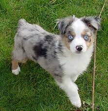 Fortunately for prospective dog owners, border collies and australian shepherds if you're considering a border aussie mix, a puppy may be the best way to go. Miniature Australian Shepherds Miniature Australian Shepherd Cute Dogs Cute Animals