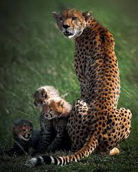 Pin On Animal Inspiration