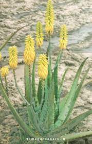 We did not find results for: Aloe Vera Plant Care Best Ways To Care Aloe Vera At Home Aloe Vera Plant Aloe Plant Propagate Aloe Vera