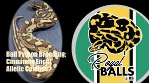 0.1 super pastel red axanthic puzzle hog $10000/female. Breeding Ball Pythons Cinnamon Enchi Allelic Combo Youtube