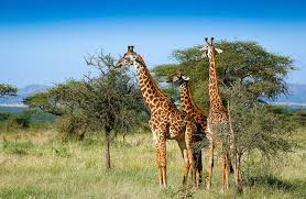 The animals not only grace the parks and game reserves but greatly influence before getting too far, it is prudent to get answers to the question: 13 Best Game Reserves In Africa Planetware