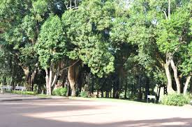 Image result for Calycosiphonia spathicalyx