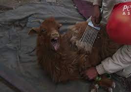 Women killing goat woman cited after dogs escape and kill goat coyote attacks and kills greensboro woman's goats struggling with only her upper body above the metal structure, xiang is seen pushing her son forward. Cashmere Industry Exposed Terrified Goats Scream In Pain Peta Uk