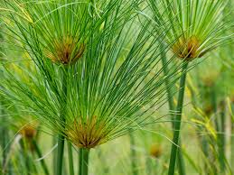 Image result for Cyperus papyrus