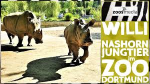 Top dortmund zoo hotel deals. Junges Nashorn Willi Im Zoo Dortmund Zoos Media Youtube