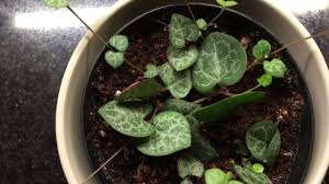 It had gotten tangled in the wind, the top. Ceropegia Woodii Care Grow The String Of Hearts Plant Vine