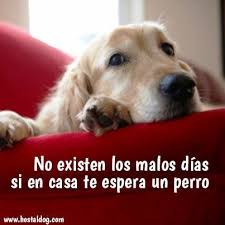 Resultado de imagen para imagenes para portada de facebook de perritos tiernos con frases