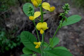 Image result for Crotalaria barkae