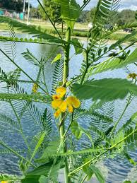 Image result for Sesbania