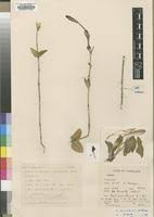 Image result for Ceropegia mirabilis