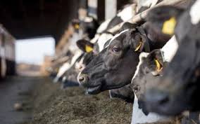 This is not the out of milk program. Milk Production Page 4 Of 12 All About Feed