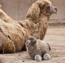 Inside mongolia's biggest camel festival 4:49. Here S What A Baby Camel Looks Like Interestingasfuck