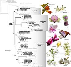 Image result for Vigna mildbraedii