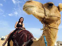 I can't swim very well and i can't sail a boat. Camel Hire Dubai Rent A Camel Near Me In Uae Camel Rentals Dubai