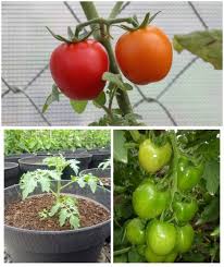 Penyakit ini juga disebut early blight, dan disebabkan oleh jamur alteranaria tomatophilia. Artikel Menanam Tomat Dalam Pot