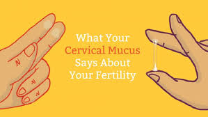 It looks similar to a raw egg white and it is common to notice that your discharge will thicken before you have a period every month. Cervical Mucus Chart Know When You Re Fertile Mama Natural