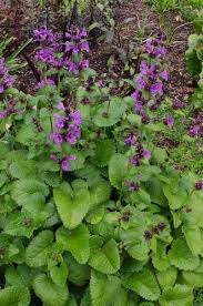 Image result for Marsdenia macrantha