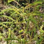 Image result for Cynoglossum lanceolatum