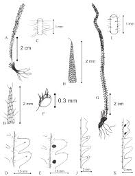 Image result for Lellingeria