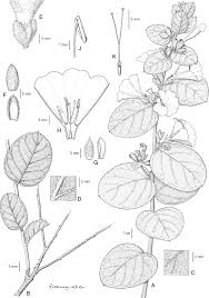 Image result for Bonamia velutina