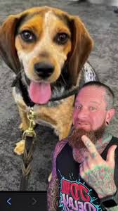 Freddie Airport Beagle