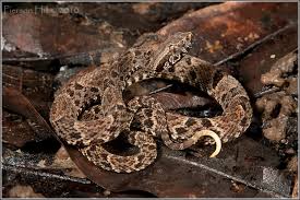Image result for Bothrops asper