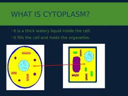Animal cell 5th grade level. 5th Grade Plant And Animal Cells Powerpoint By Raven Bergin Tpt