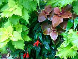 Image result for Coleus buchananii