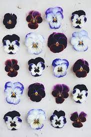 15 Beautiful Iphone Wallpaper Ideas From Pinterest Flower Petals Pansies Pretty Flowers